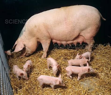 lunas sa pagtatae ng baboy|Kompletong Guide sa Pag iinahin .